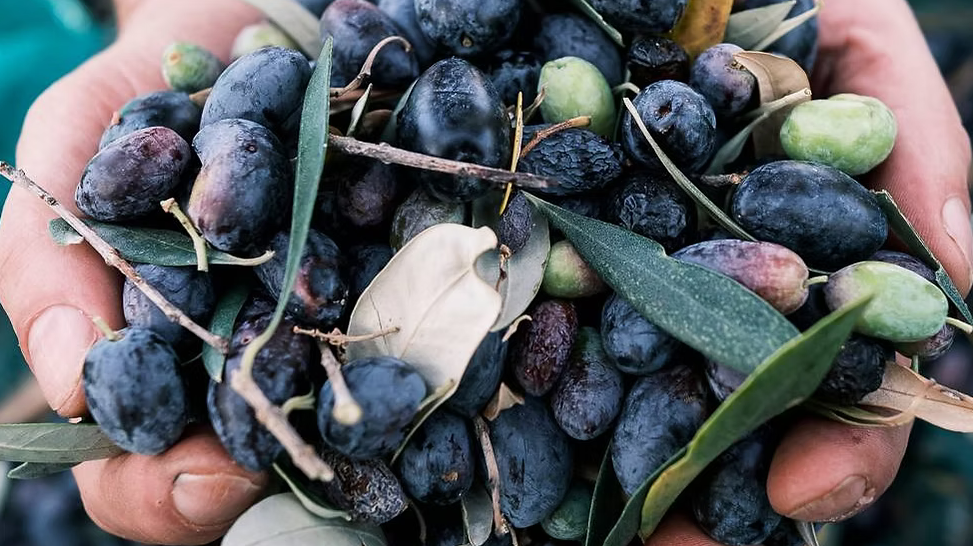 Oliven frisch nach der Ernte