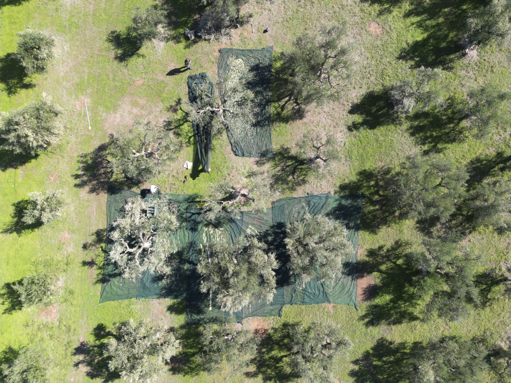 Blick von oben auf den Olivenhain "Aris"